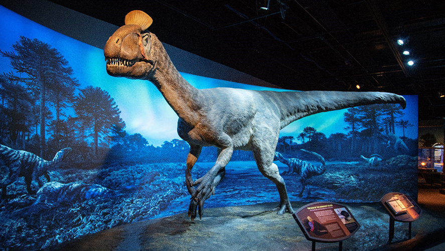 NHMU_dino - ESPN The Fan